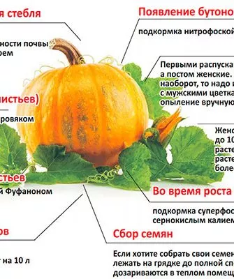 схема подкормки тыквы Дынька7
