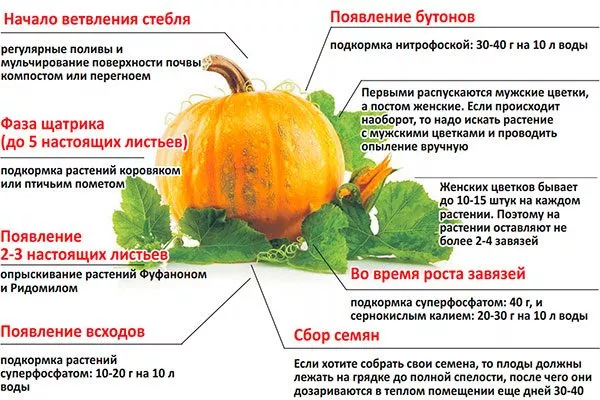 схема подкормки тыквы Дынька7