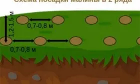Схема посадки малины Малиновая гряда16