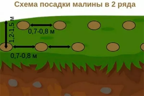 Схема посадки малины Малиновая гряда16