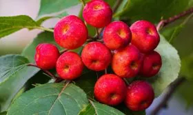 Сибирская ягодная яблони Райская19