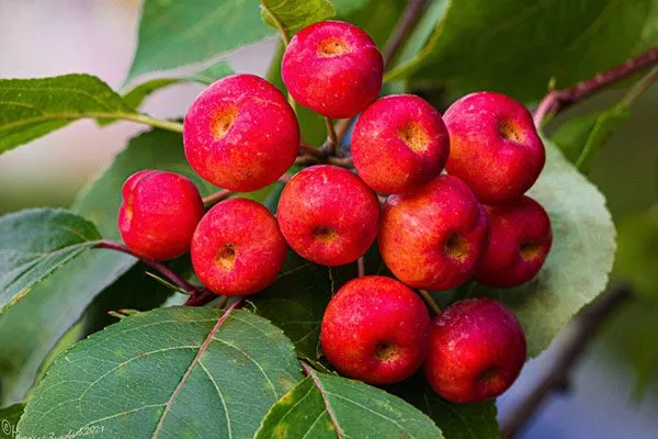 Сибирская ягодная яблони Райская19