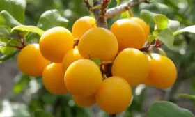 слива Пордгорная