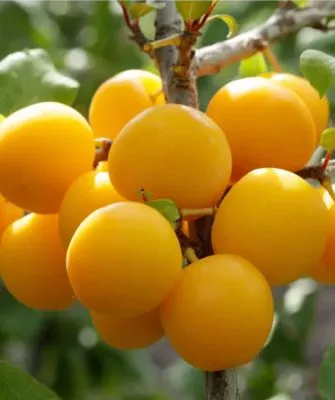 слива Пордгорная