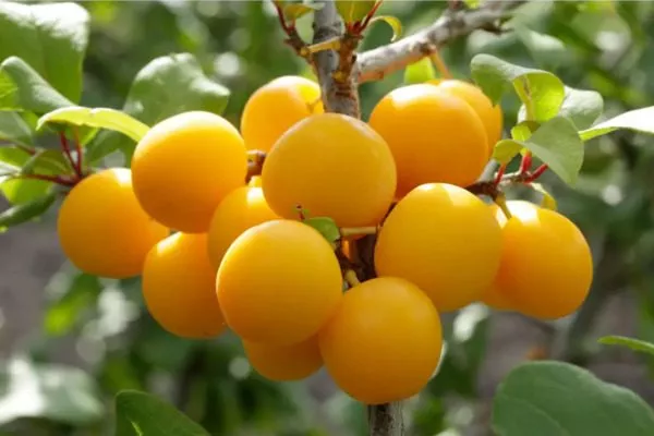 слива Пордгорная