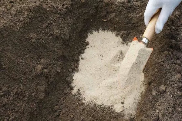 улучшение структуры земли для выращивания сливы Подгорная