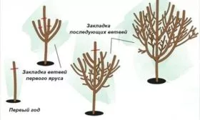 формирование кроны сливы Подгорная