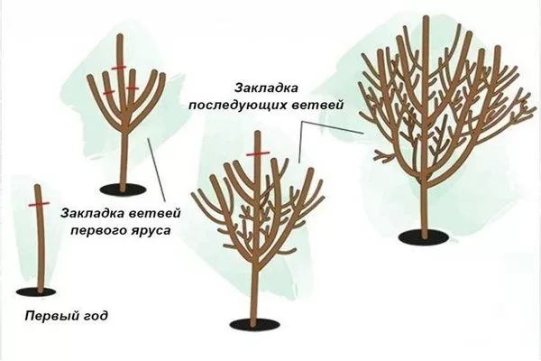формирование кроны сливы Подгорная