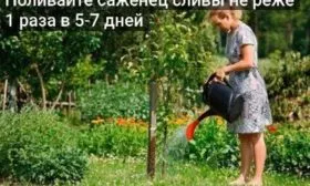 полив саженца Сливы Подгорная