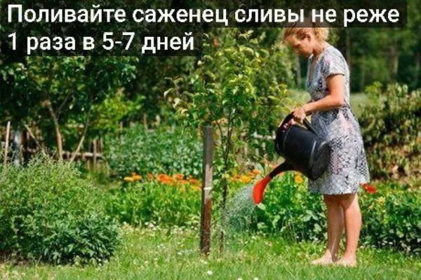 полив саженца Сливы Подгорная