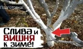 побелка сливы Подгорная к зимовке
