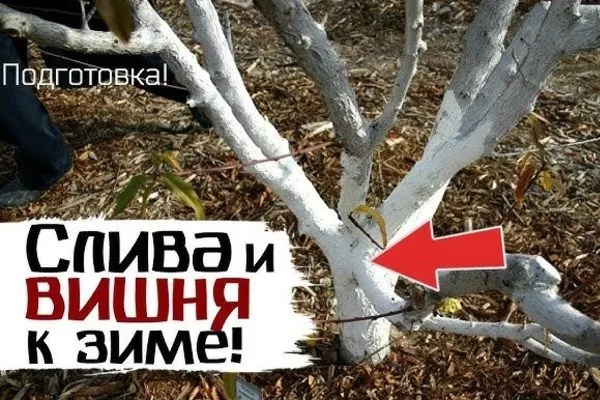 побелка сливы Подгорная к зимовке