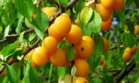 дерево Подгорной, ветви и листья