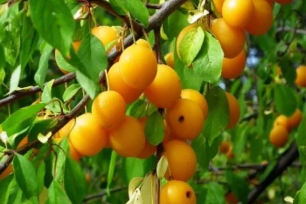 дерево Подгорной, ветви и листья