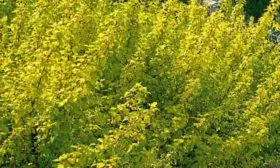 листва Подгорной осенью