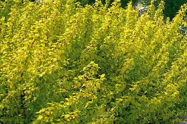 листва Подгорной осенью