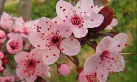 цветение сливы Подгорная, придающее ей декоративные свойства