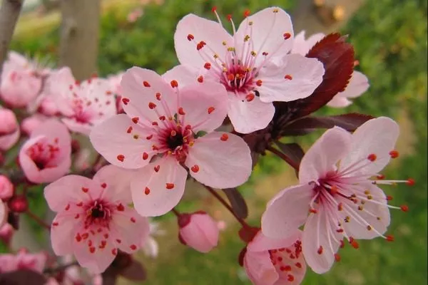 цветение сливы Подгорная, придающее ей декоративные свойства