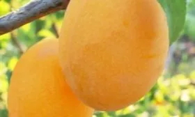 плоды Подгорной