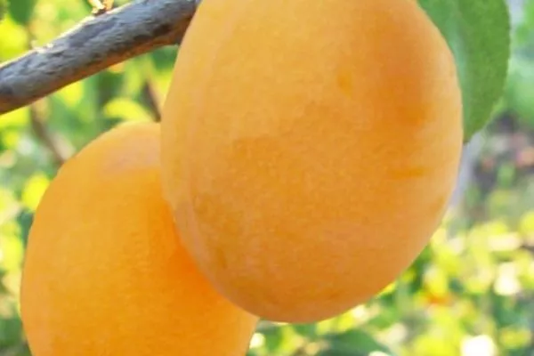 плоды Подгорной