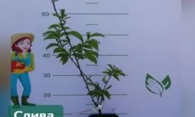саженец сливы подгорная