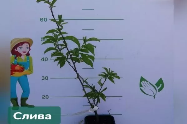 саженец сливы подгорная