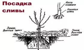 схема посадки сливы Подгорная