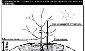 место для посадки сливы