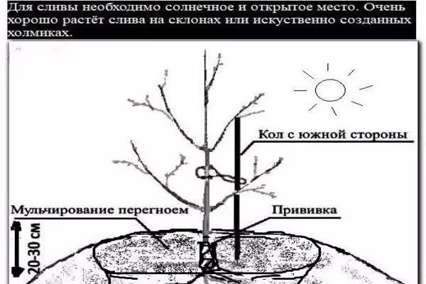 место для посадки сливы