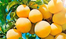 сливы сливы Белоснежка9