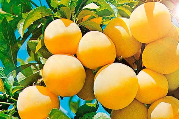 сливы сливы Белоснежка9