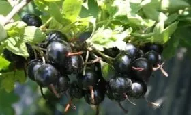 смородина Ермак