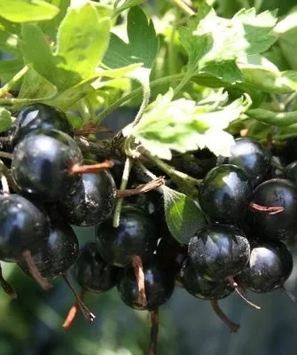 смородина Ермак