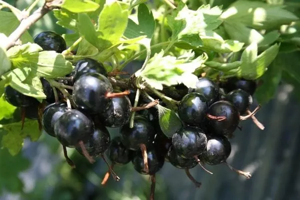 смородина Ермак