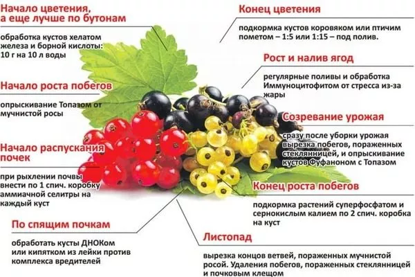 когда и чем подкормить смородину Ермак