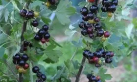 куст сорта Ермак