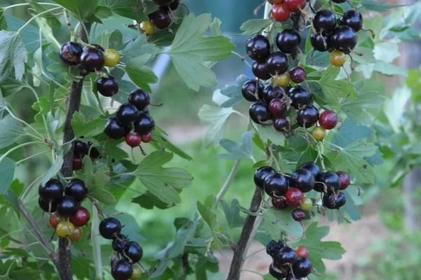 куст сорта Ермак