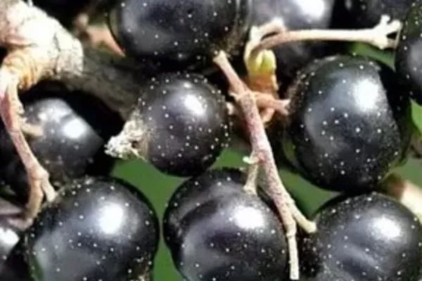 ягоды сорта Ермак