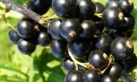 смородина Катюша