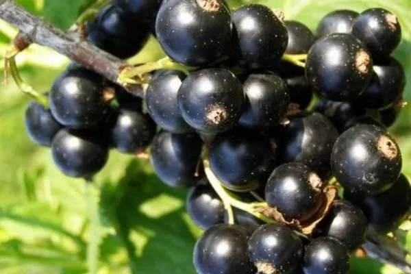 смородина Катюша