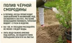 полив смородины Катюша