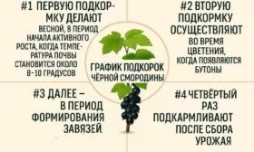 сроки внесения подкормок для смородины Катюша