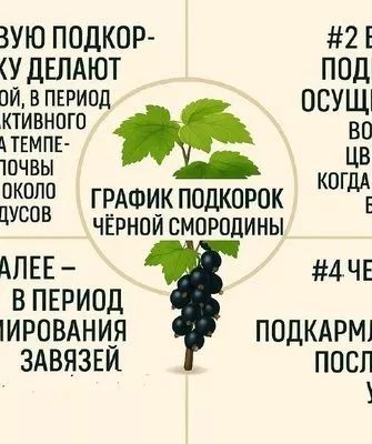 сроки внесения подкормок для смородины Катюша