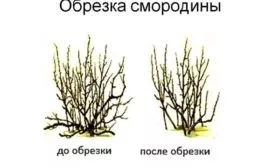 обрезка смородины Катюша