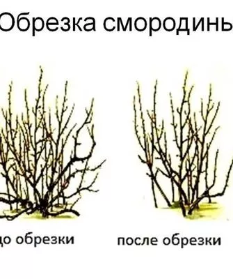 обрезка смородины Катюша