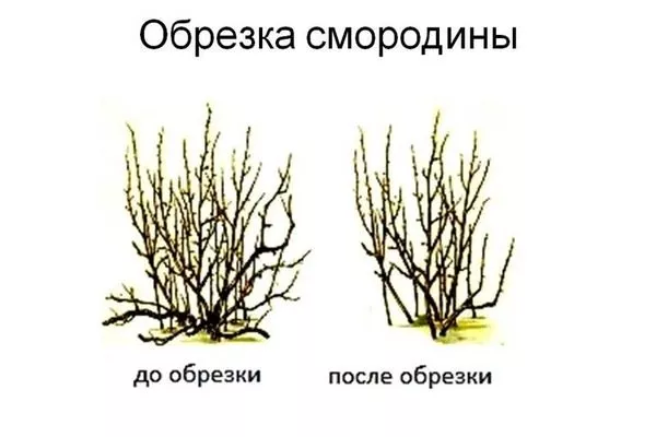 обрезка смородины Катюша