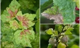 болезни смородины Катюша