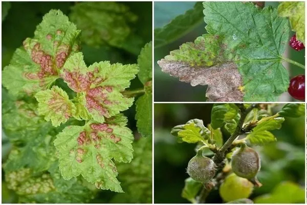 болезни смородины Катюша