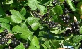 куст смородины Катюша