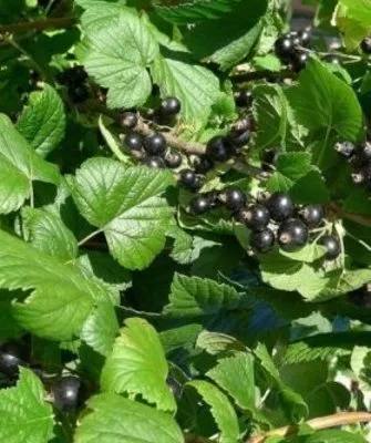 куст смородины Катюша